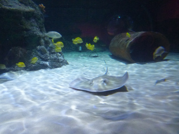 Sea Life Aquarium Charlotte-Concord, North Carolina
